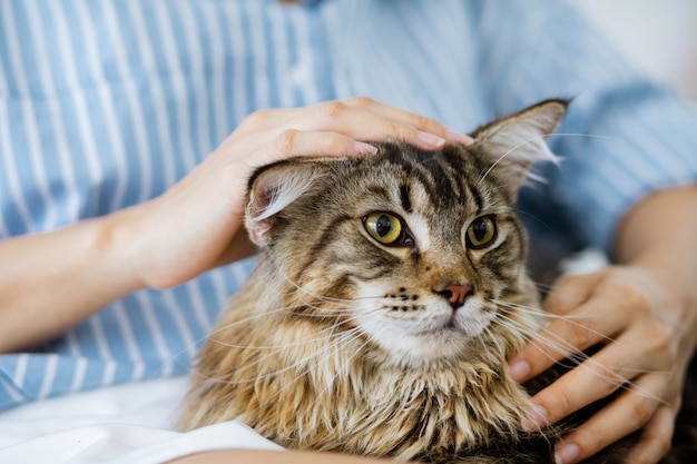 Mujer descansando en el sofá en casa y abrazando su hermoso cabello largo gato Maine Coon