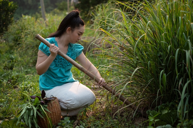 Mujer desenterrando limoncillo en un jardín,