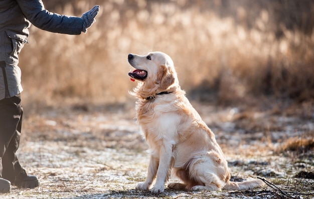 Mujer dueña choca los cinco con el perro golden retriever durante la primavera a principios de la caminata al aire libre niña con perrito mascota ...