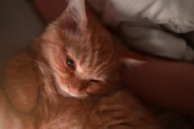 Mujer durmiendo en la cama con su gato Propietario con su mascota por la noche