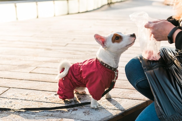 Mujer entrenando a su perrito jack russell terrier en traje de raza al aire libre en el parque de invierno día frío pe