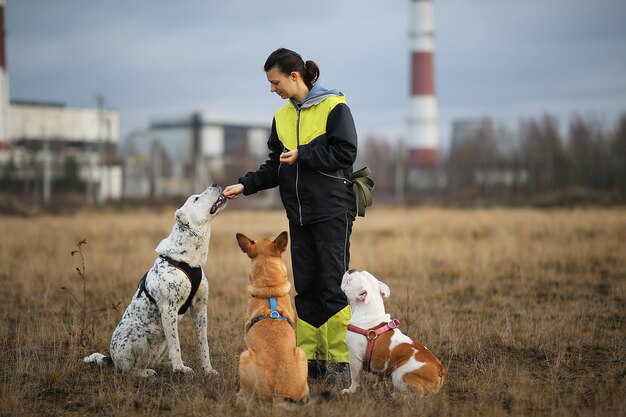 Una mujer entrenando a tres perros sentados en el campo de otoño