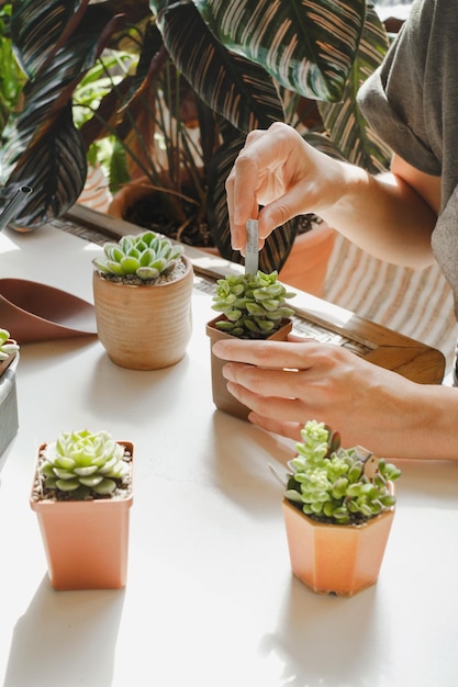 Mujer escribiendo etiquetas para plántulas de plantas suculentas