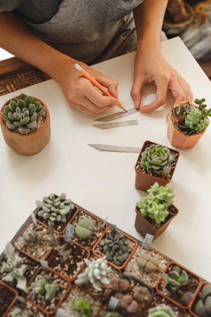 Foto mujer escribiendo etiquetas para plántulas de plantas suculentas