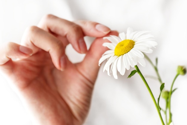 La mujer está adivinando en margarita sosteniendo una flor de manzanilla blanca en su mano y arrancando los pétalos