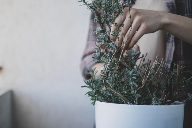 Una mujer está cortando lavanda para prepararse para el invierno.