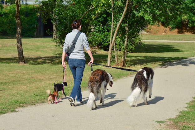 Una mujer está paseando a diferentes razas de perros simultáneamente.