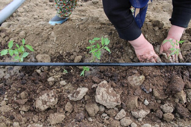 Una mujer está plantando una planta de tomate en un campo Sistema de destilación en la agricultura