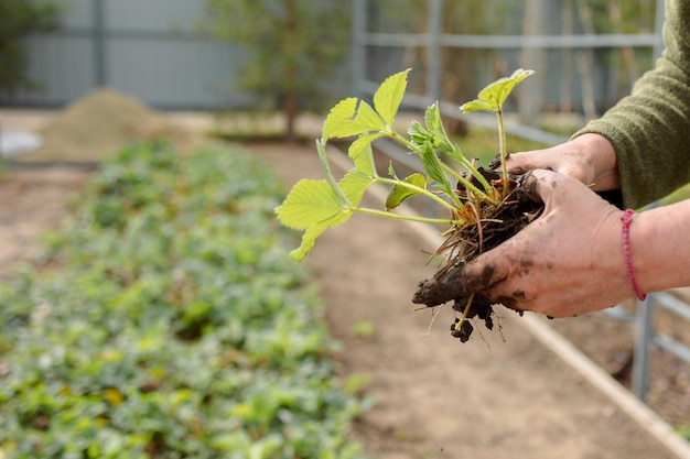 La mujer está plantando plántulas de fresas Trabajo de jardinería Vida en el campo Granja ecológica