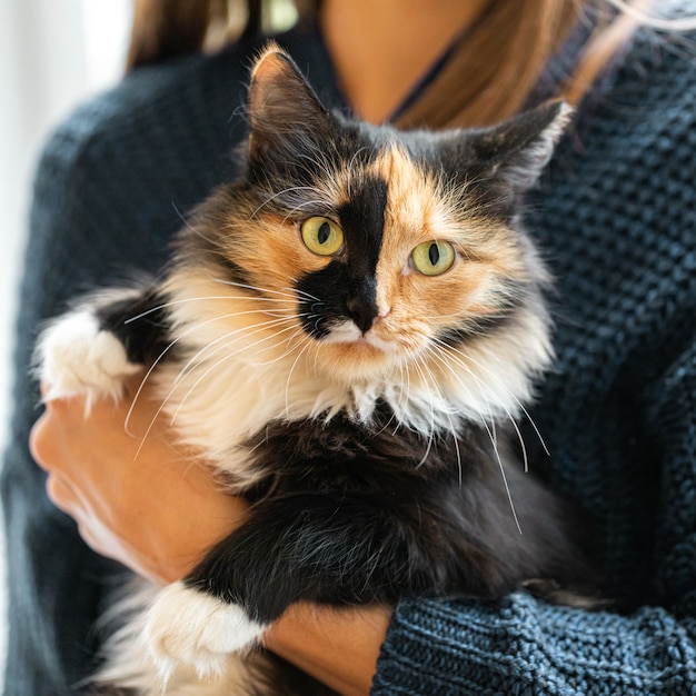 La mujer está sosteniendo un gato joven hermoso de tres colores anaranjado-negro-y-blanco en sus manos. Mascotas favoritas. Animales domesticos. Enfoque selectivo.