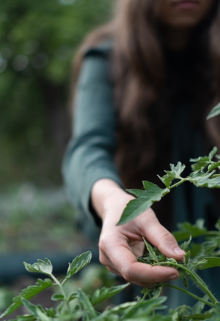 Mujer examina las hojas y flores de tomates