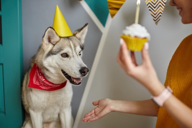 Una mujer felicita a su perro mascota por su cumpleaños. El perro le da pata.