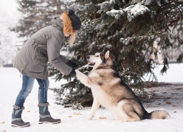 Mujer formación Alaska Malamute en bosque de invierno