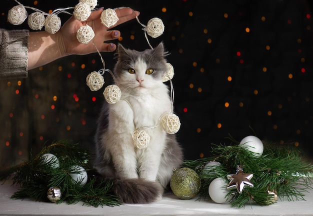 Mujer con gato cerca del árbol de Navidad en casa Divirtiéndose con mascota en casa en Navidad