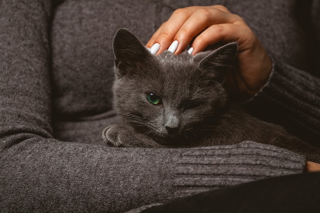 Foto mujer con gato gris doméstico en manos