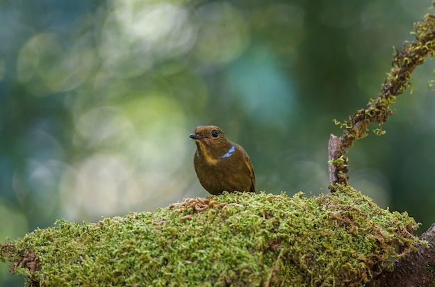 Foto mujer grande niltava (niltava grandis)