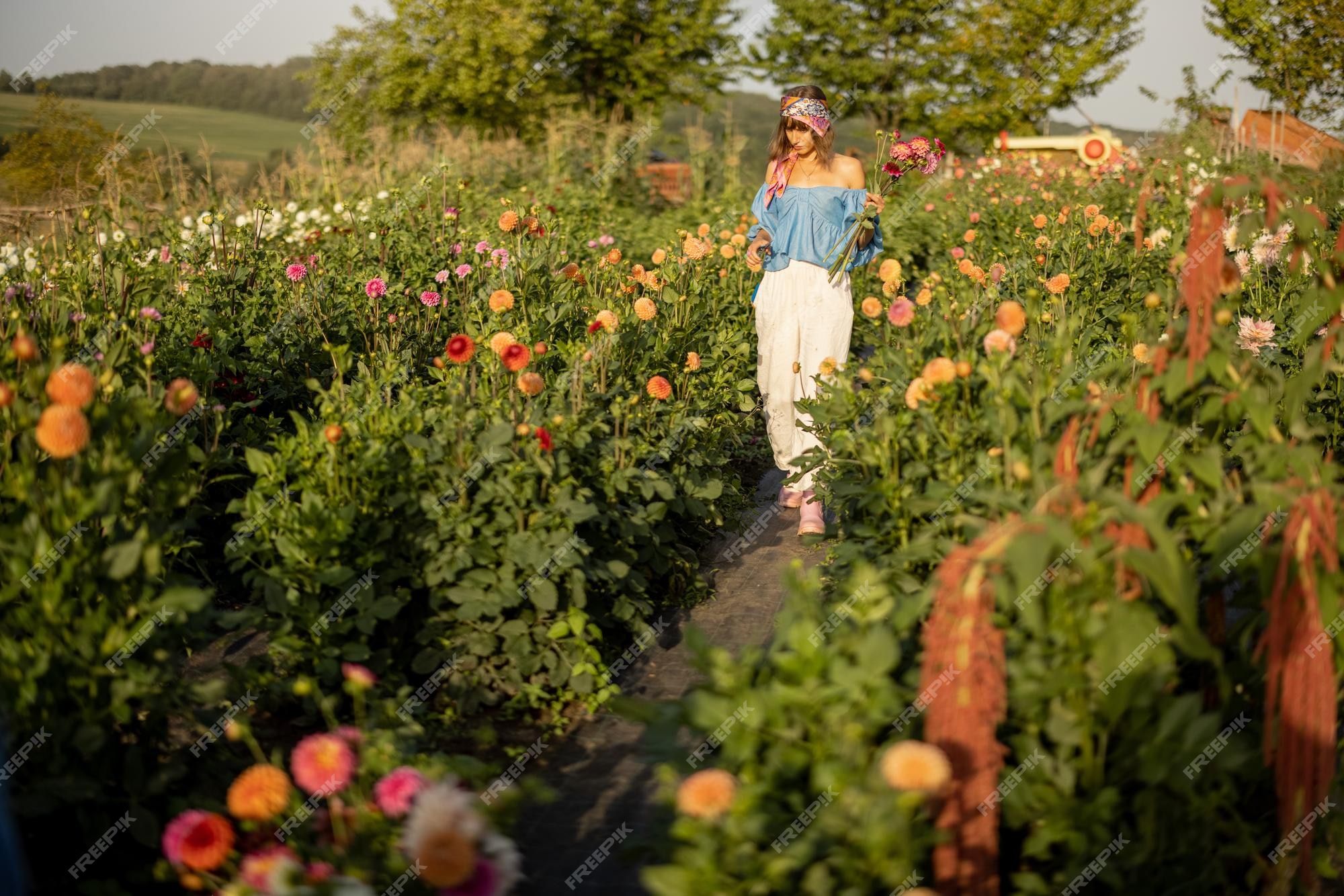 Mujer en la granja de flores de cultivo de dalias | Foto Premium