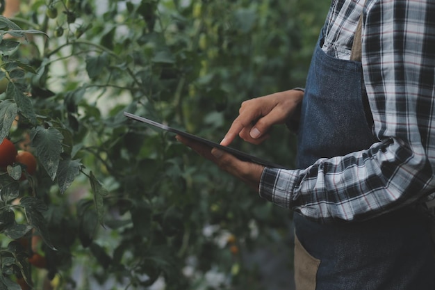 Mujer en la granja de vegetales hidropónicos cultiva vegetales hidropónicos al por mayor en restaurantes y supermercados vegetales orgánicos nuevas generaciones cultivando vegetales en concepto de hidroponía