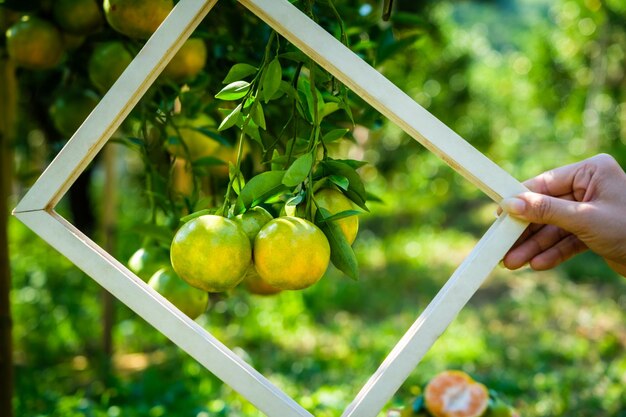 Foto la mujer granjera tiene una granja blanca y una mandarina en el marco en el fondo del jardín