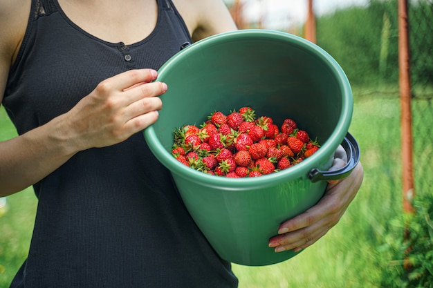 Mujer del granjero con un balde de fresas orgánicas frescas en el campo durante la cosecha