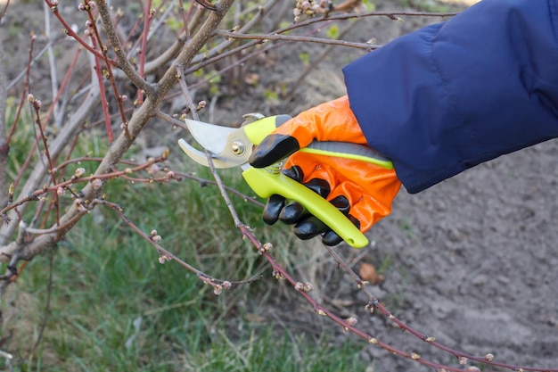 Mujer en un guante con una podadora corta las puntas de un árbol de nectarina