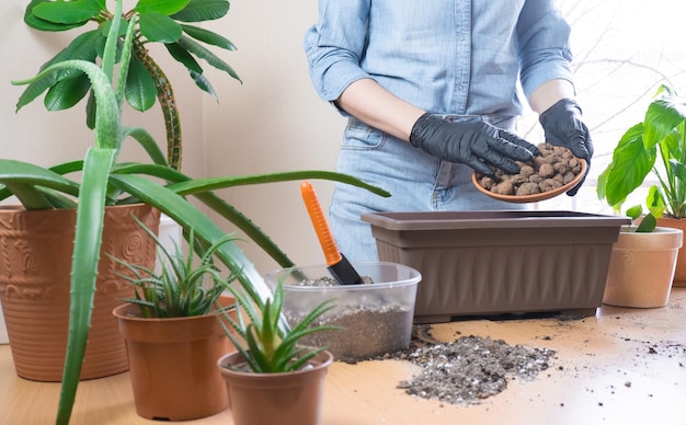 Mujer con guantes de jardinería está replantando una planta Una mujer vierte arcilla expandida en una maceta con