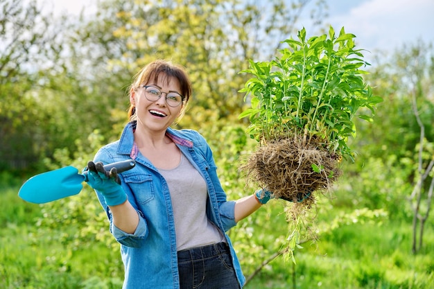 Mujer con guantes de jardinería sosteniendo arbusto de planta de phlox paniculata con raíces para dividir la siembra