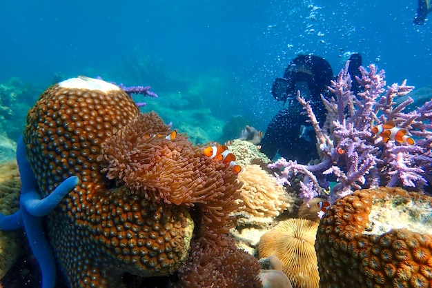 mujer haciendo snorkel explorando arrecifes de coral submarinos con peces coloridos y vida marina