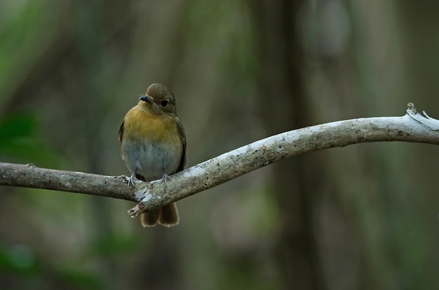 Mujer Hainan azul mosquetero (Cyornis hainanus) posado en la rama en la naturaleza Tailandia