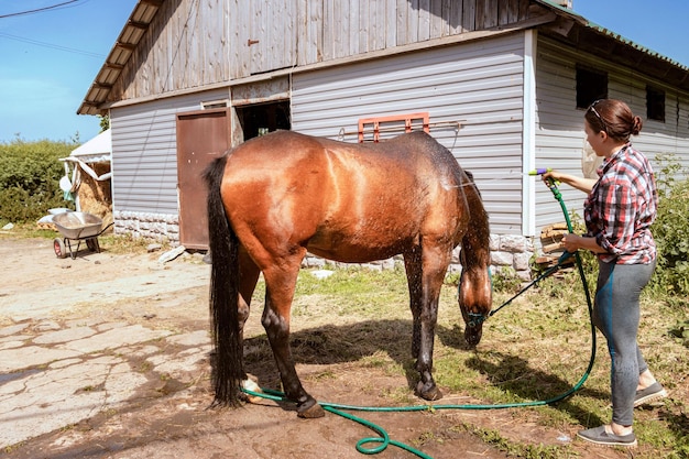 Una mujer hermosa joven lava un caballo en un caluroso día de verano