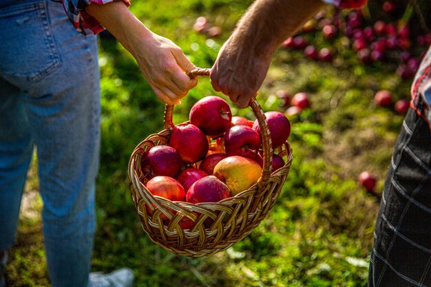 Mujer y hombre cosechando manzanas Manos manzana en canasta Mujer y hombre sostienen una canasta de manzanas en la mano Jardineros sostienen una canasta de manzanas maduras Manos sosteniendo frutas Cesta de manzana Jardinería