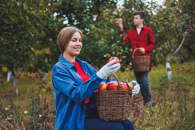 Una mujer y un hombre trabajan en un huerto de manzanas. Ella recoge manzanas. Él sostiene una caja. La gente joven está cosechando manzanas.