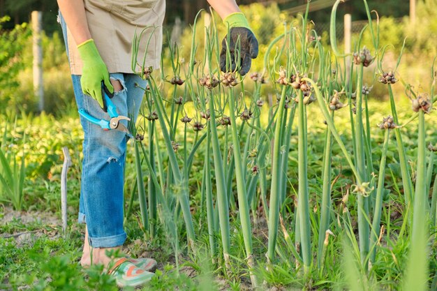 Mujer en huerta con cultivo de cebolla verde litera. Pasatiempos, agricultura, horticultura, cultivo, cosecha.