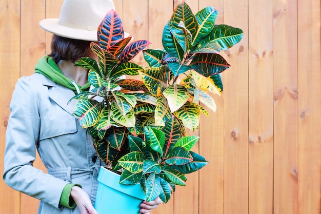 Una mujer con un impermeable y un sombrero sostiene una flor de Croton en maceta. Fondo de madera natural