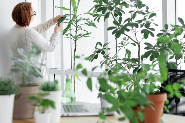 La mujer en el invernadero cuida las plantas cerca de su lugar de trabajo con un rociador y una computadora portátil.