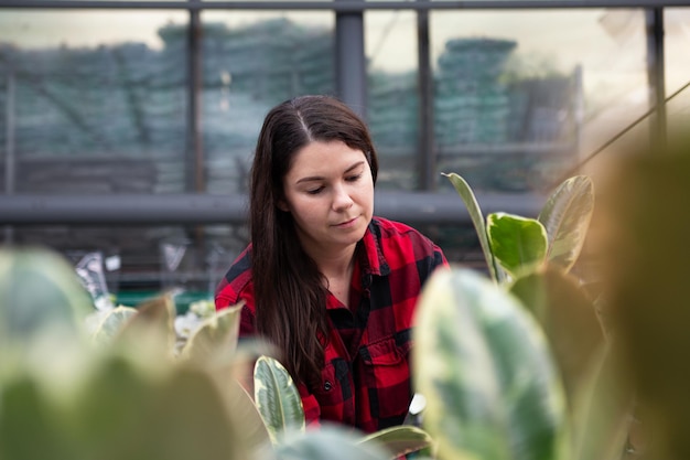 Mujer en invernadero eligiendo planta de origen Un montón de ficues elastica alrededor