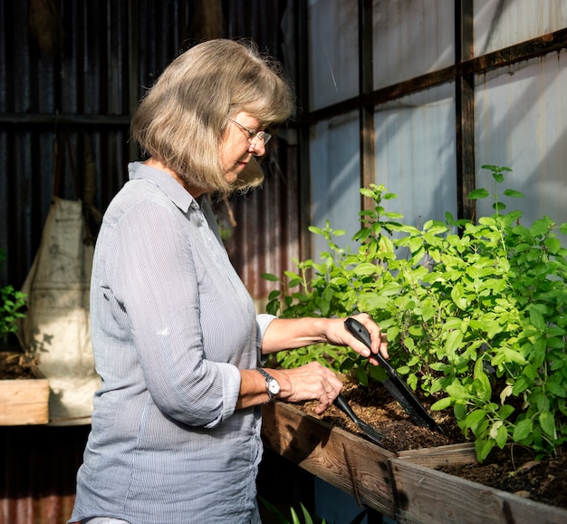 Mujer de invernadero de jardinería con herramientas