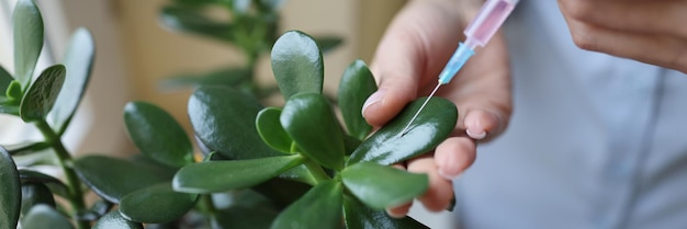 Mujer inyectando fertilizante en planta