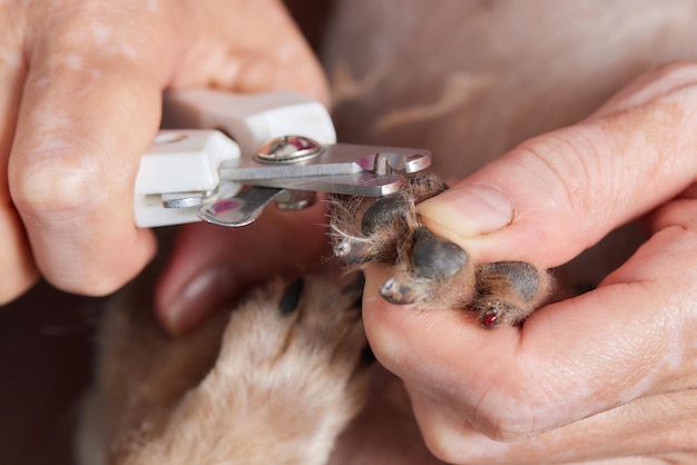 Mujer irreconocible está cortando uñas de perro salchicha