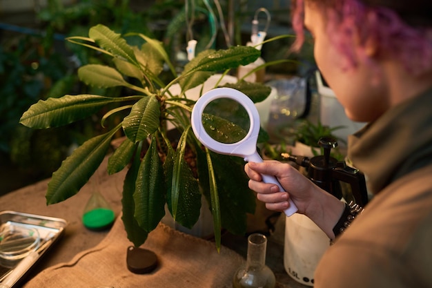 Mujer irreconocible examinando hojas de plantas