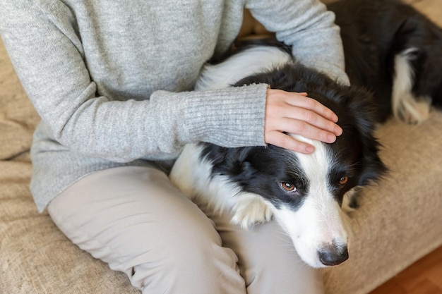 Mujer irreconocible jugando con un lindo cachorro border collie en el sofá en casa interior. Chica propietaria acariciando a un amigo perro sentado en el sofá. Amor por el concepto de equipo de apoyo de amistad de mascotas.