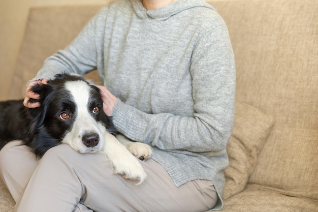 Mujer irreconocible jugando con lindo cachorro de perro border collie en el sofá en casa interior propietario niña st ...