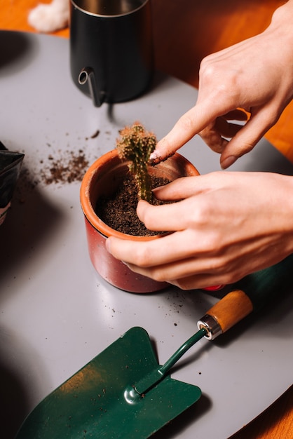 Foto mujer irreconocible plantar cactus en suelo fértil