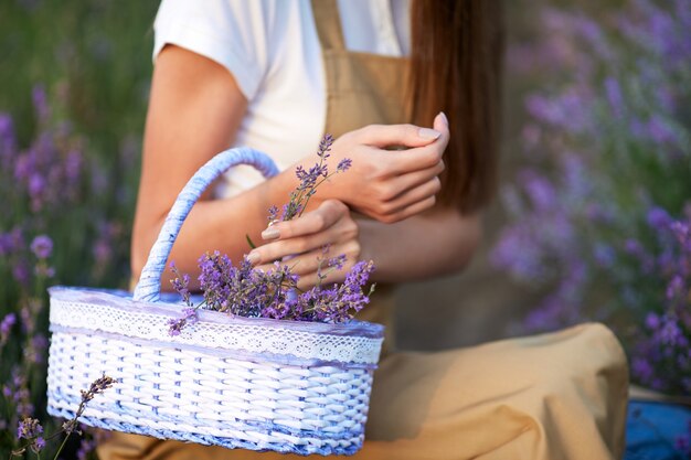 Mujer irreconocible recogiendo cosecha campo lavanda