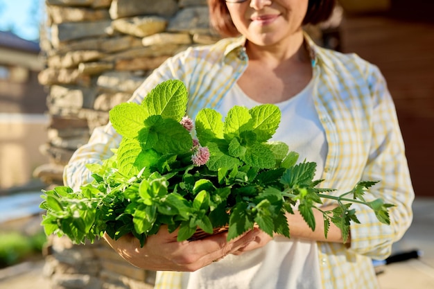 Mujer en el jardín sosteniendo una cesta con una cosecha recién recolectada de hierbas aromáticas picantes verdes