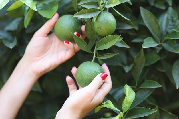 Mujer en el jardín tiene naranjas verdes en mandarinas frescas de árbol en concepto de jardín