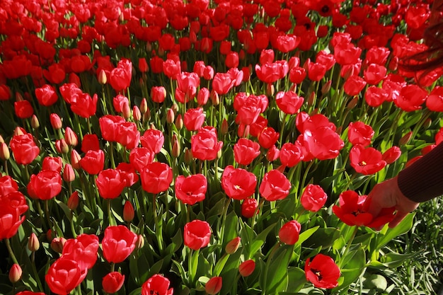 Mujer en jardín de tulipanes