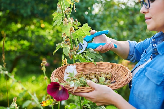 Mujer en el jardín de verano recogiendo semillas de flores secas con plantas de malva en la cesta