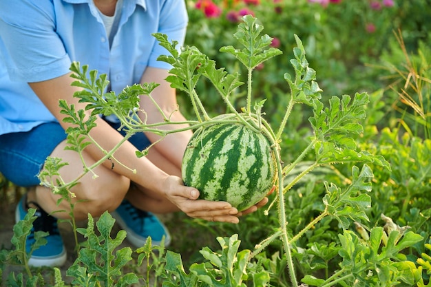 Mujer jardinera con bayas de sandía en sus manos en el jardín de sandía