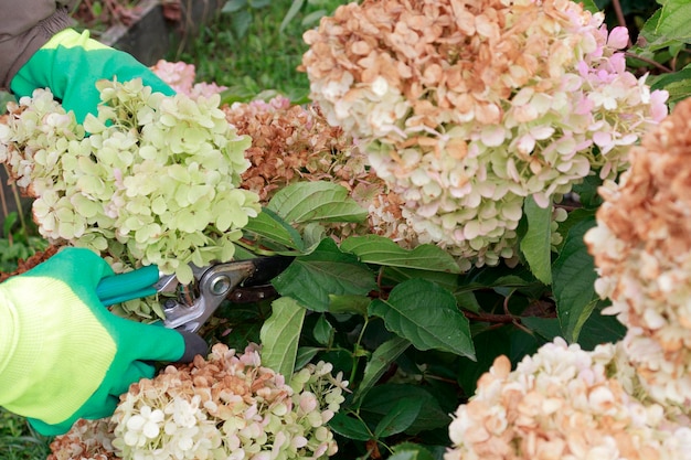 Mujer jardinera en guantes con tijeras de podar corta ramas secas en arbusto de hortensia